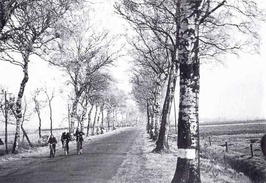 Klinkerstraße (K 111) mit Birkenallee. Dieses Bild stammt aus der Chronik "200 Jahre Moorkolonie Ludwigsdorf (1739 - 1993)"