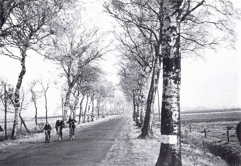 Datei:Klinkerstraße (K 111) mit Birkenallee.jpg
