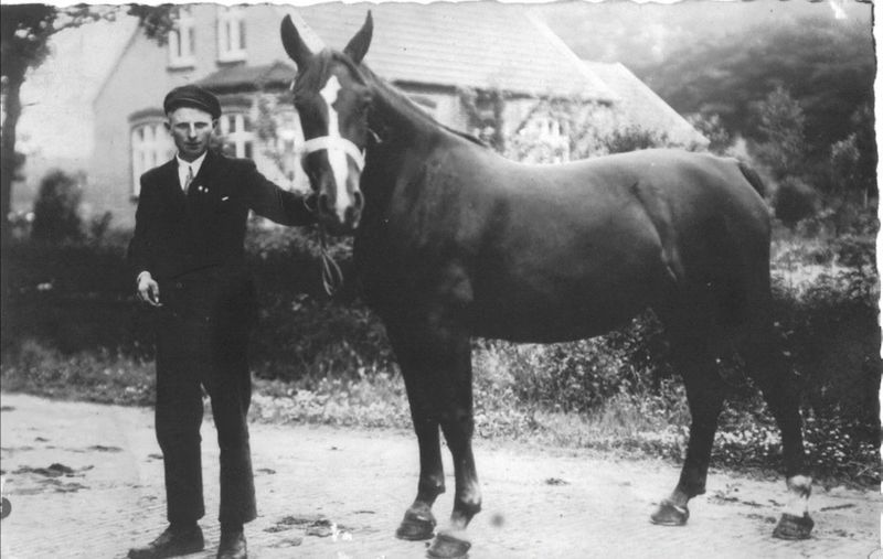 Datei:Pferdeschau mit Körung.jpg
