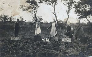 Kartoffelernte bei Familie Joosten.jpg