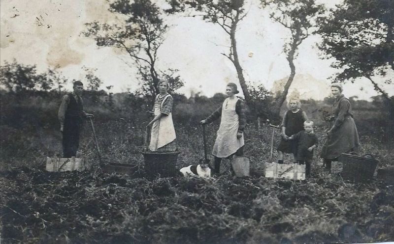 Datei:Kartoffelernte bei Familie Joosten.jpg