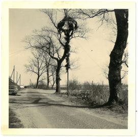 Maibaum vor der Gaststätte Geeske Kruse, ca. 1965