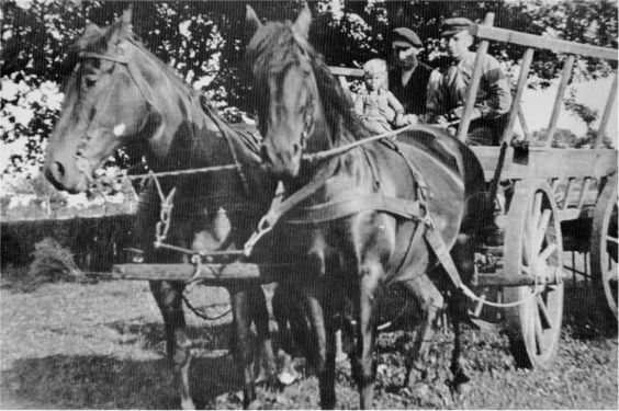 Pferdegespann mit Heuwagen.