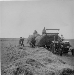 Loses Heu wird mit der Forke auf den Wagen geladen.jpg
