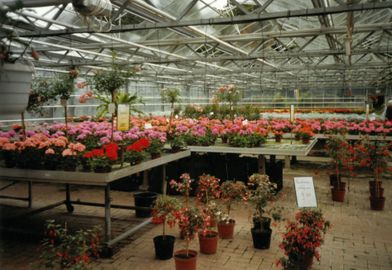 Fuchsienschau bei der Gärtnerei Kuhlmann im Jahr 2005