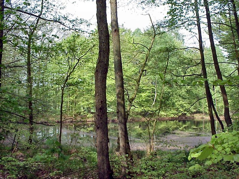 Datei:Klosterteich 1 29400.jpg