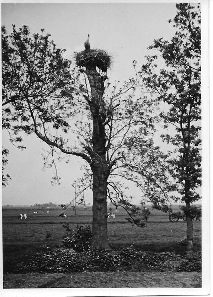 Datei:Storchennest Tjaard Meyer.jpg