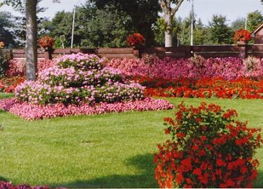 Fuchsien auf dem Gelände der Gärtnerei Kuhlmann